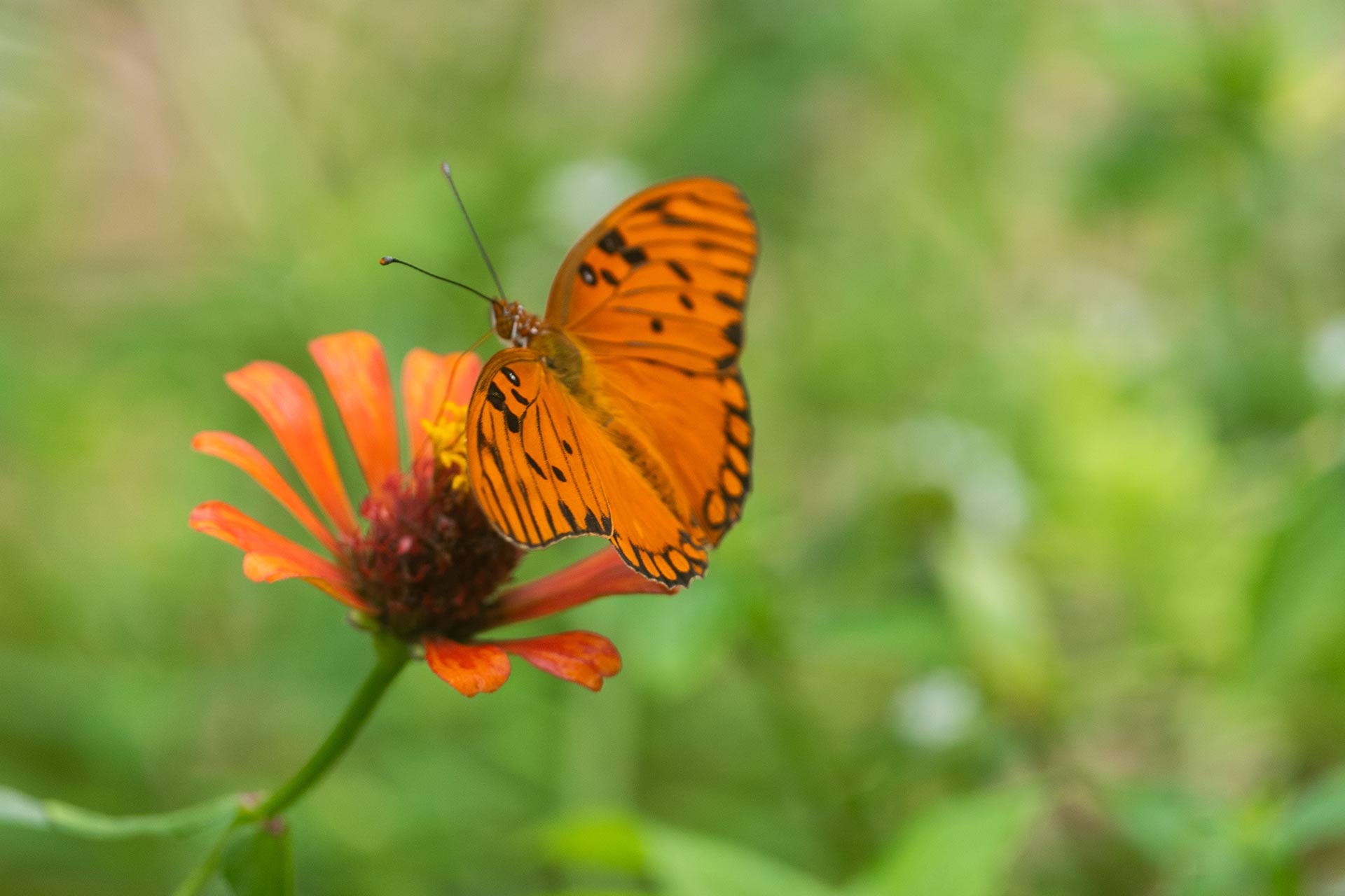 Conservación de la flora nativa